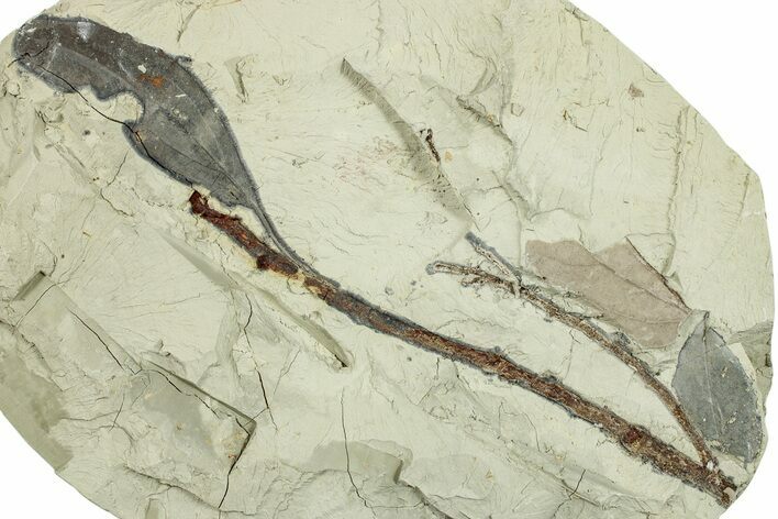 Miocene Fossil Leaf On Branch - Augsburg, Germany #254129